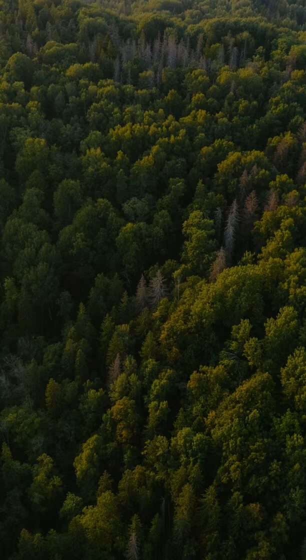 Forestry