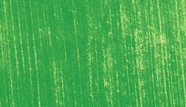 Vegetation moisture monitoring