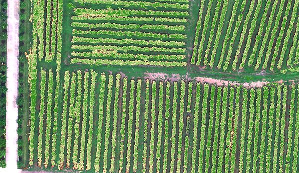 Crop growth assessment