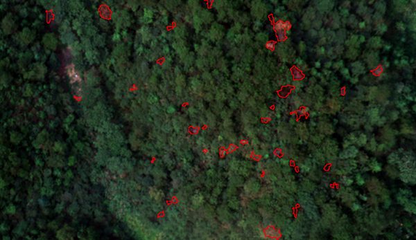 Forestry monitoring
